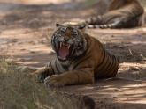 Ranthambore: Forts & Tigers